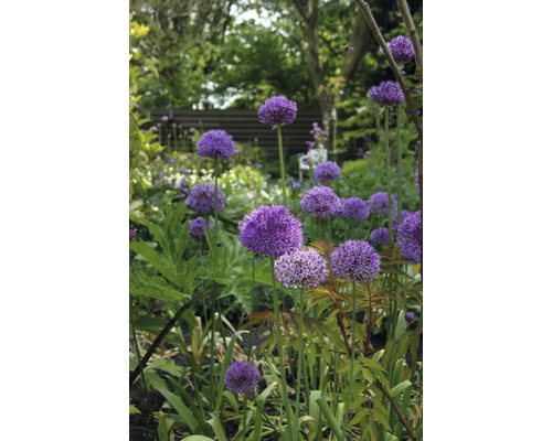 Bloeiende sierui in de tuin.