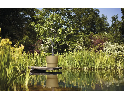 Vijgenboom in plantenbak op een steiger aan de tuinvijver