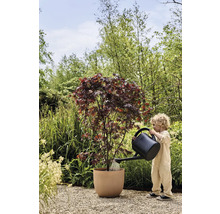 Kind giet esdoorn in plantenbak in de tuin met een gieter.