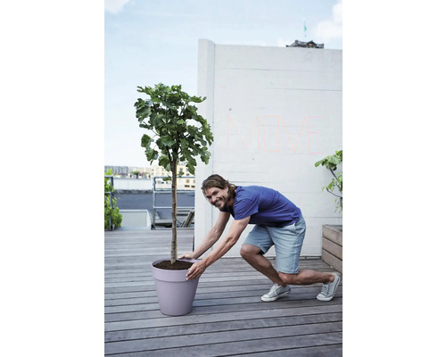Man verplaatst een vijgenboom in een plantenbak op een terras.