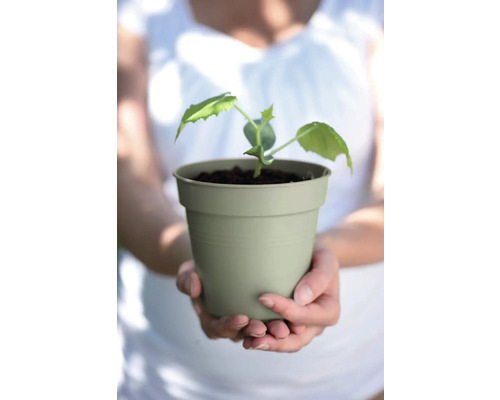 Jonge plant in een plantenbak wordt vastgehouden door een persoon