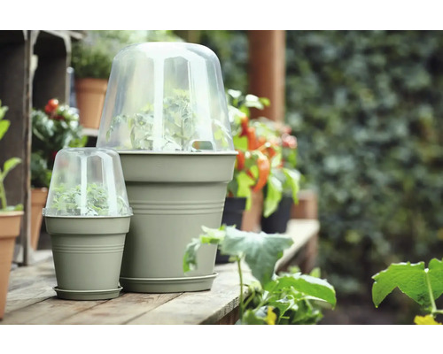 Twee plantenpotten met transparante beschermkappen voor planten in de tuin.