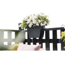 Bloempot met witte bloemen op een balkonreling