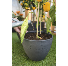 Gieter geeft water aan een groenteplant in een bloempot.
