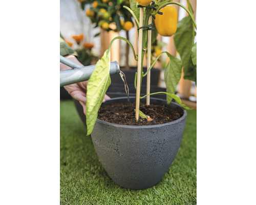 Gieter geeft water aan een groenteplant in een bloempot.