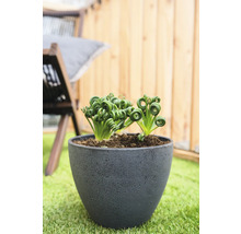 Krulvaren in een pot op een gazon