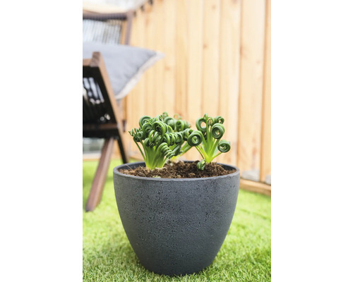 Krulvaren in een pot op een gazon