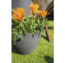 Gazania in pot op kunstgras