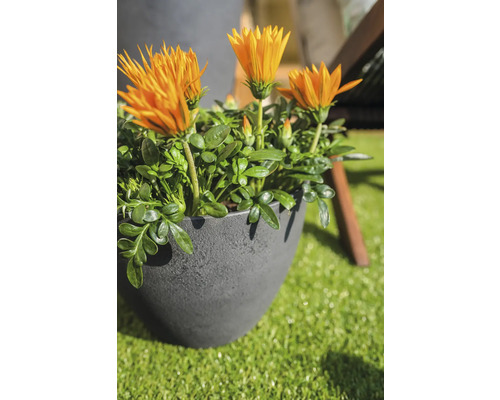 Gazania in pot op kunstgras