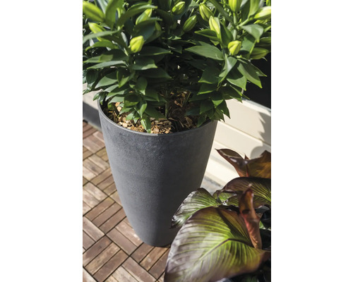 Bloempot met plant op een terras