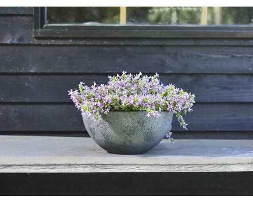 Bloempot met paarse klokjesbloemen op een stenen oppervlak voor een houten muur