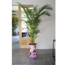 Goudpalm in decoratieve pot binnenshuis