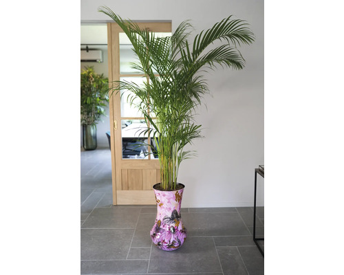 Goudpalm in decoratieve pot binnenshuis