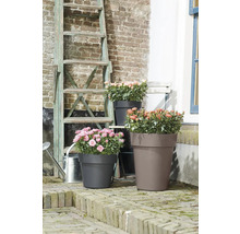 Drie plantenbakken met rozen op een terras met baksteenmotief