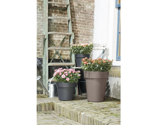 Drie plantenbakken met rozen op een terras met baksteenmotief