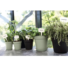 Diverse kruiden en groenteplanten in potten met naamplaatjes.