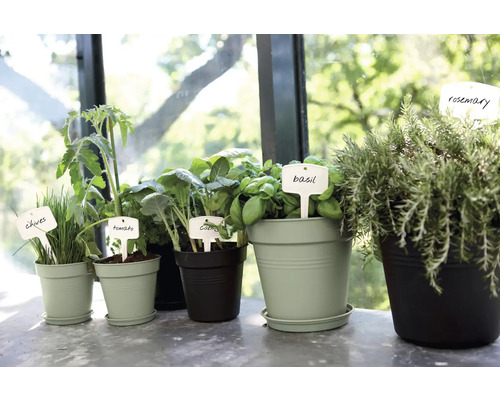 Diverse kruiden en groenteplanten in potten met plantenetiketten