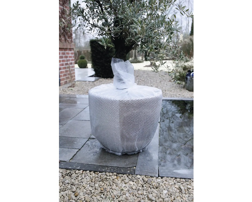 Olijfboom in pot, omwikkeld met beschermfolie, staat buiten