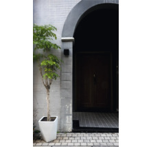 Entree met plant in moderne pot en massief houten deur