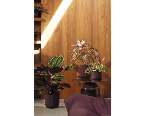 Kamerplanten in potten op een bijzettafel voor een houten wand