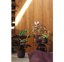 Decoratieve kamerplanten in plantenbakken op een bijzettafel voor een houten wand.