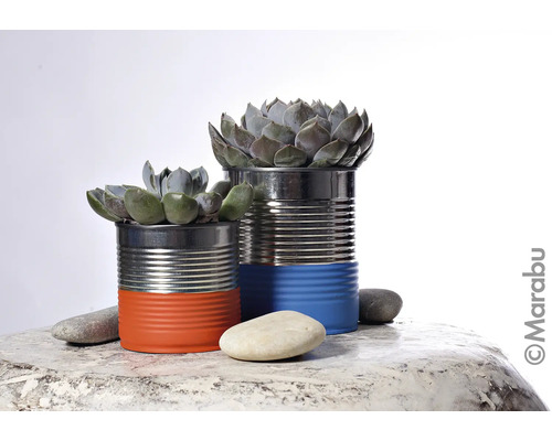 Twee vetplanten in beschilderde conservenblikken als plantenbakken, decoratieve tuininrichting.