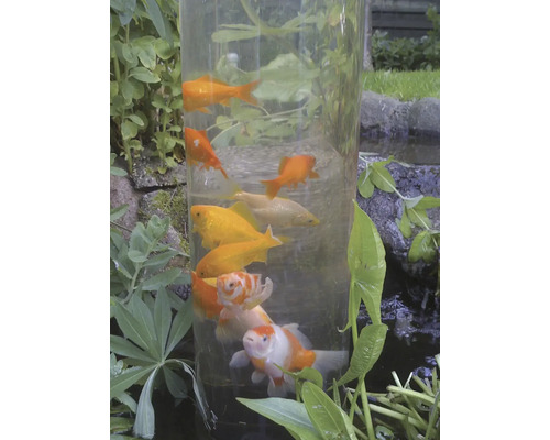 Goudvissen in een transparante cilinder in de tuinvijver