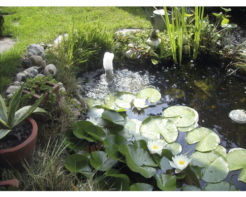 Tuinvijver met waterlelies en fontein