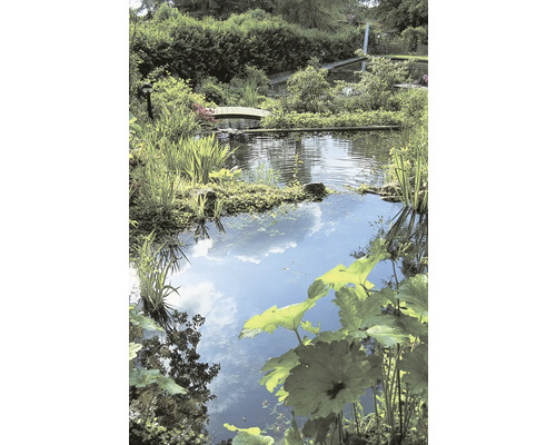 Vijver met waterplanten en een kleine brug in een tuin.