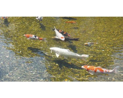Diverse koi karpers zwemmen in een tuinvijver.