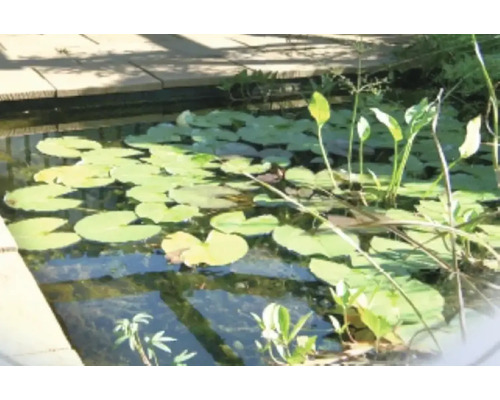 Vijver met waterleliebladeren en waterplanten
