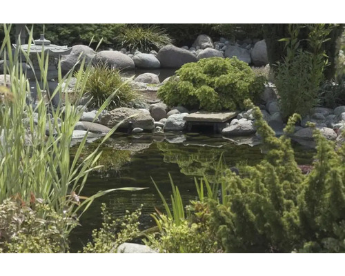 Tuinvijver met stenen en planten