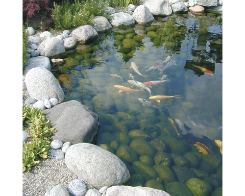 Vijver met koi en oeverversteviging door stenen.