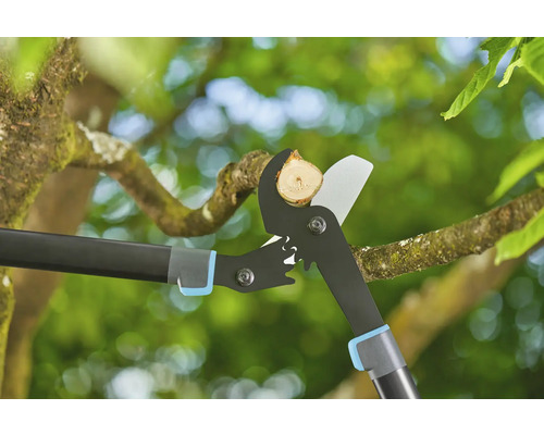 Takkenschaar knipt een tak in een boom.