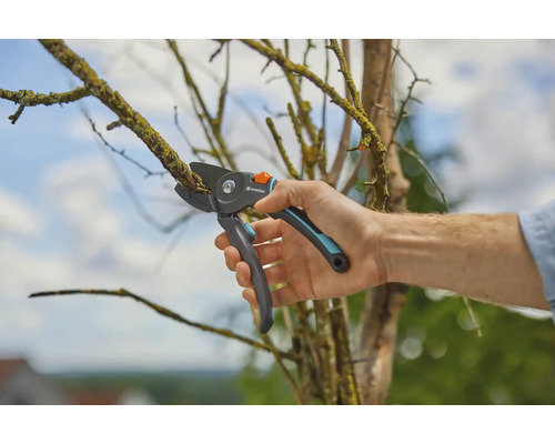 Een persoon snoeit een tak met een snoeischaar.