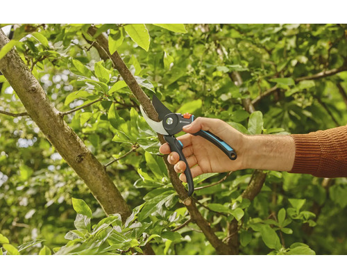 Een hand snoeit een tak met een tuinschaar.