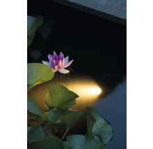 Waterlelie in de tuinvijver met verlichting