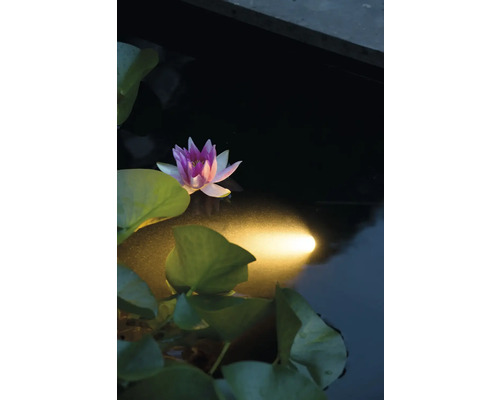 Waterlelie in de tuinvijver met verlichting
