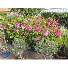 Tuinzicht met hibiscusbloemen, olijfbomen en palmen