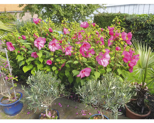 Tuinzicht met hibiscusbloemen, olijfbomen en palmen