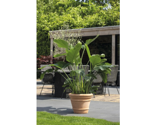 Strelitzia in terracotta pot voor buiten