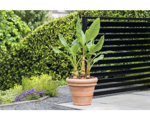 Banaan in terracotta bloempot in de tuin