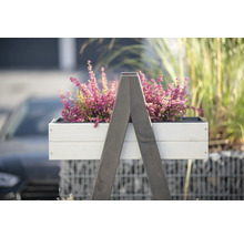 Decoratieve heideplant in een witte plantenbak op een houten frame voor buiten.