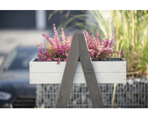 Decoratieve heideplant in een witte plantenbak op een houten frame voor buiten.