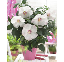 Hibiscus in pot met witte bloemen en groene bladeren