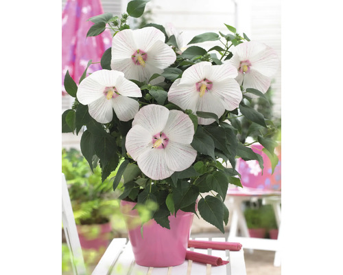 Hibiscus in pot met witte bloemen en groene bladeren