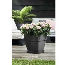Rozen in grijze plantenpot op terras