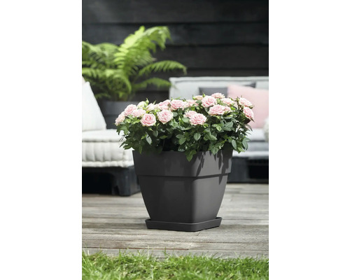 Rozen in grijze plantenpot op terras