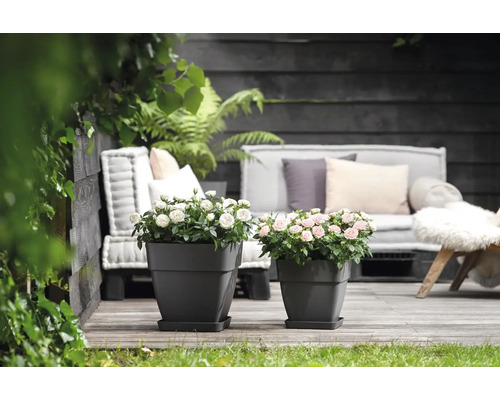 Twee vierkante plantenbakken met rozen op een terras