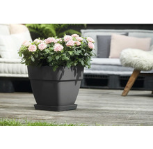 Rozen in een grijze plantenpot op een terras